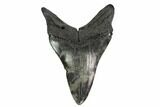 Serrated, Fossil Megalodon Tooth - South Carolina #148125-1